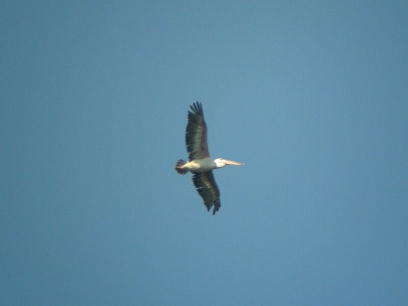 Pink-backed Pelicanadult, Flight