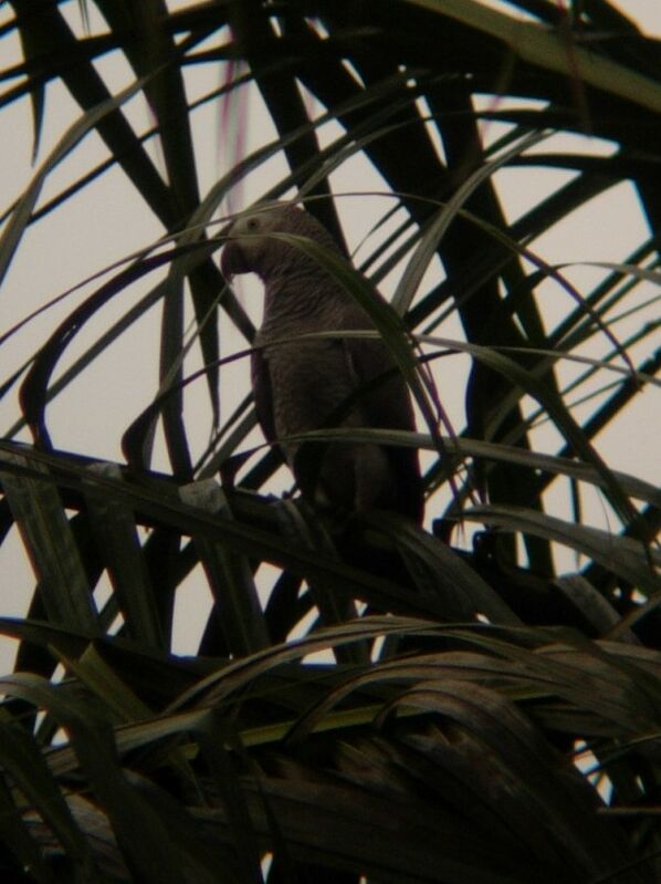 Grey Parrot