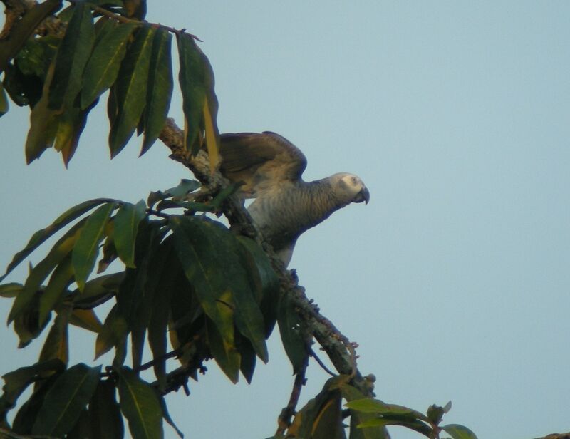 Grey Parrotadult