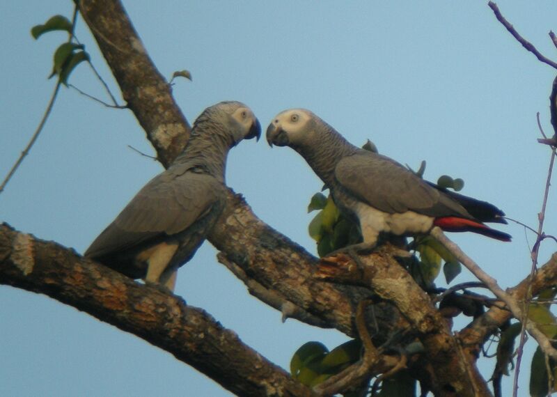 Grey Parrotadult