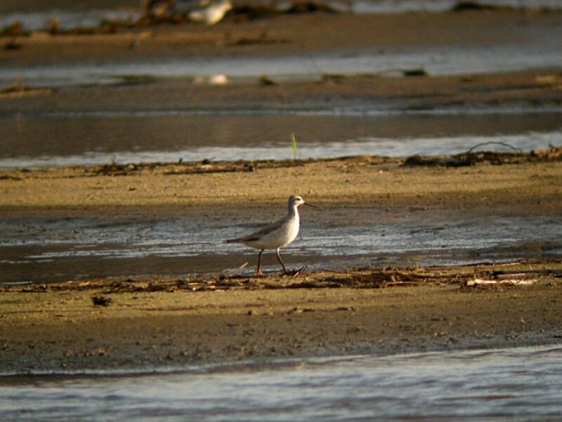 Phalarope de Wilsonadulte internuptial