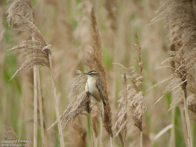 Phragmite des joncs mâle adulte nuptial, habitat