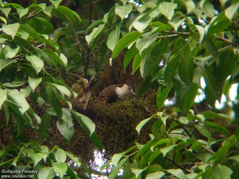 White-throated Mountain Babbleradult