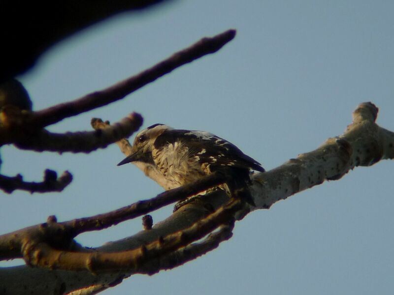 Grey-capped Pygmy Woodpecker