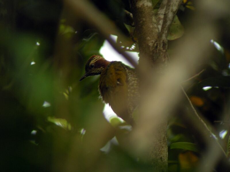 Brown-eared Woodpecker male adult