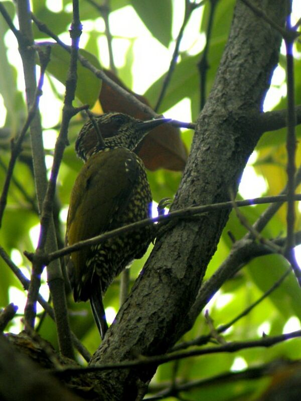 Brown-eared Woodpecker