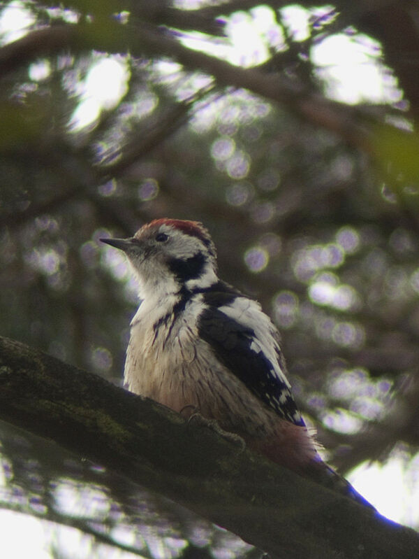 Middle Spotted Woodpeckeradult