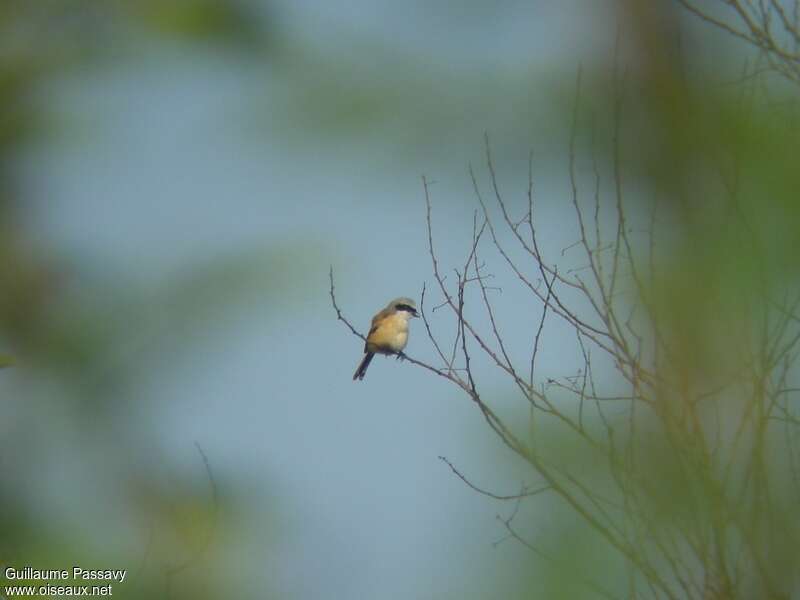 Emin's Shrike male adult