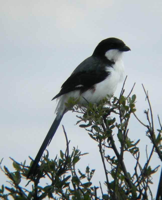 Long-tailed Fiscal female adult, identification