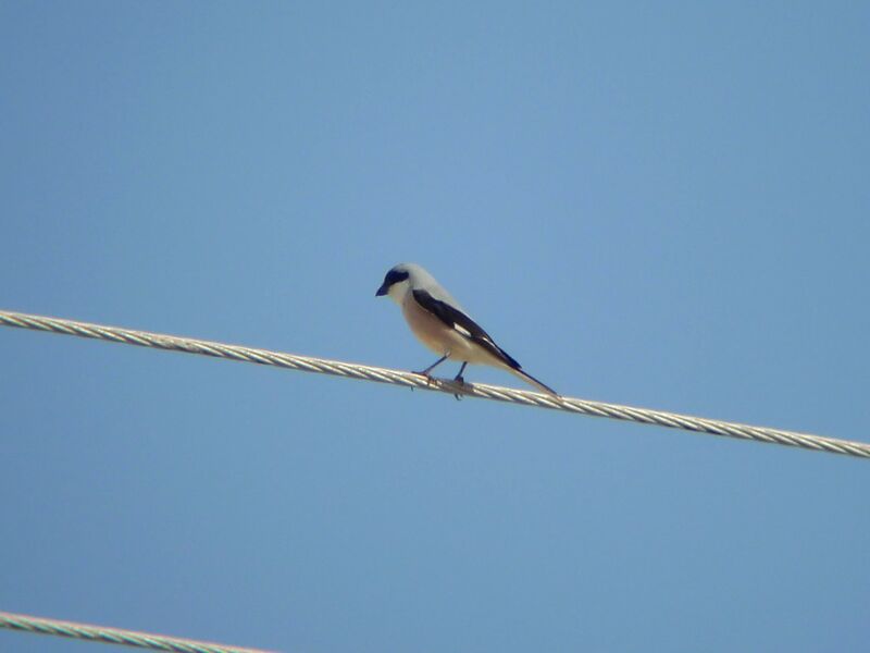 Lesser Grey Shrikeadult