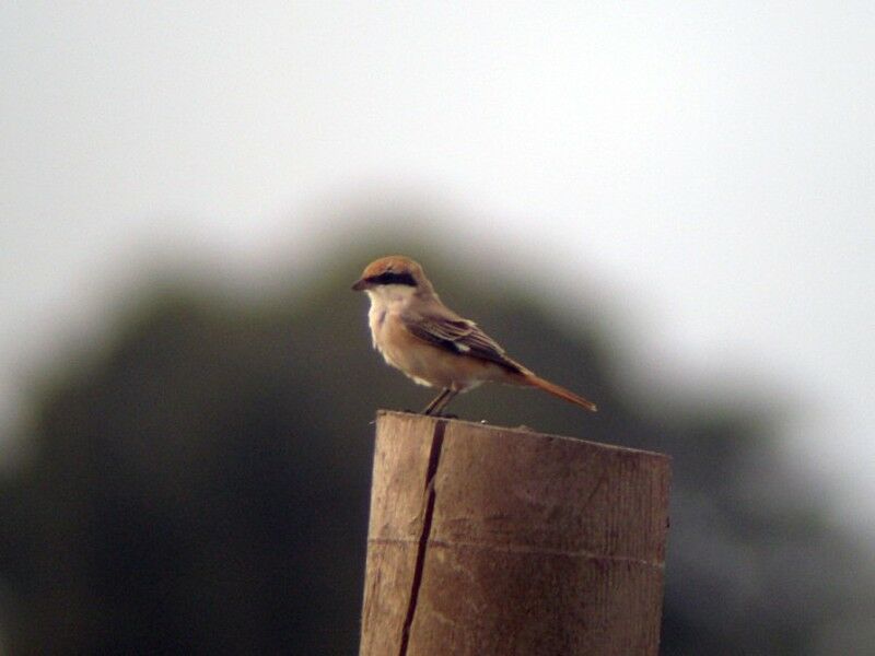 Red-tailed Shrike male adult