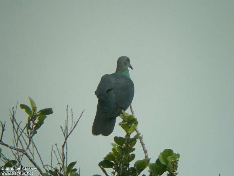 Western Bronze-naped Pigeonadult