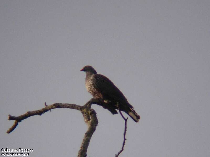 Cameroon Olive Pigeon male adult