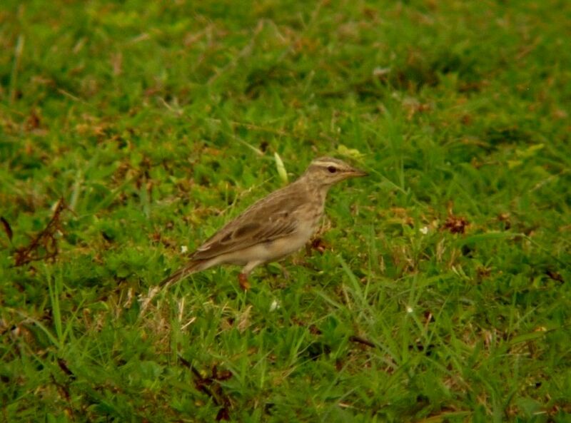 Pipit à longues pattesadulte