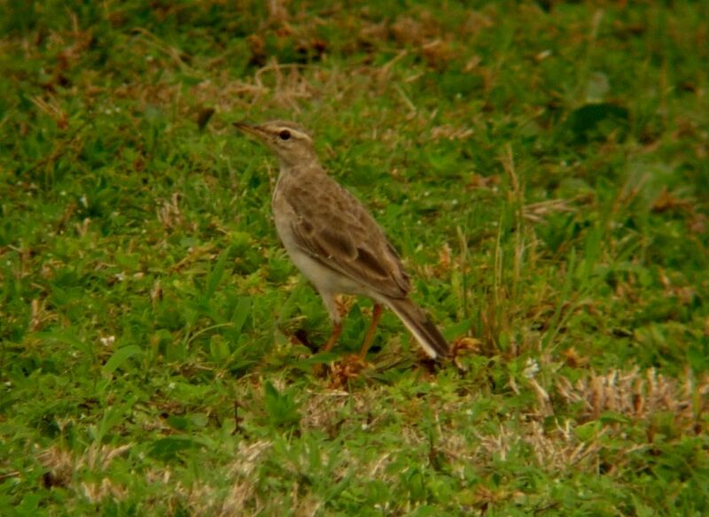 Pipit à longues pattes