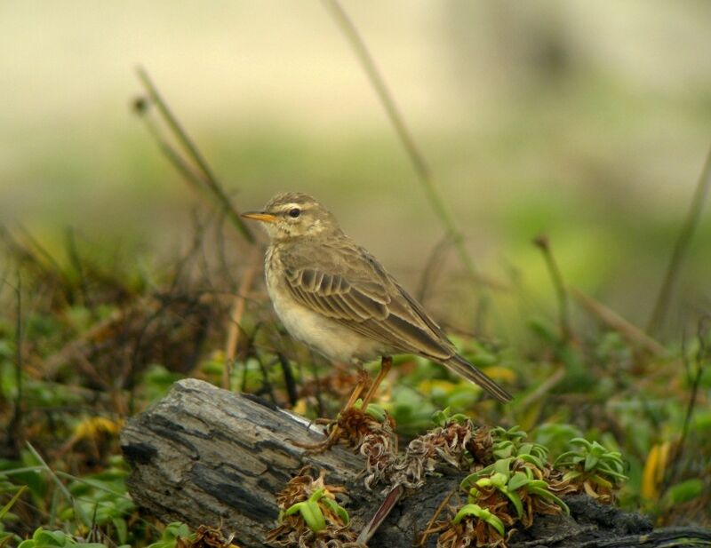 Pipit à longues pattesadulte