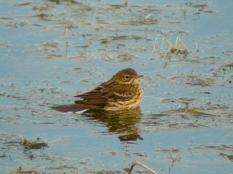 Pipit farlouse, Comportement