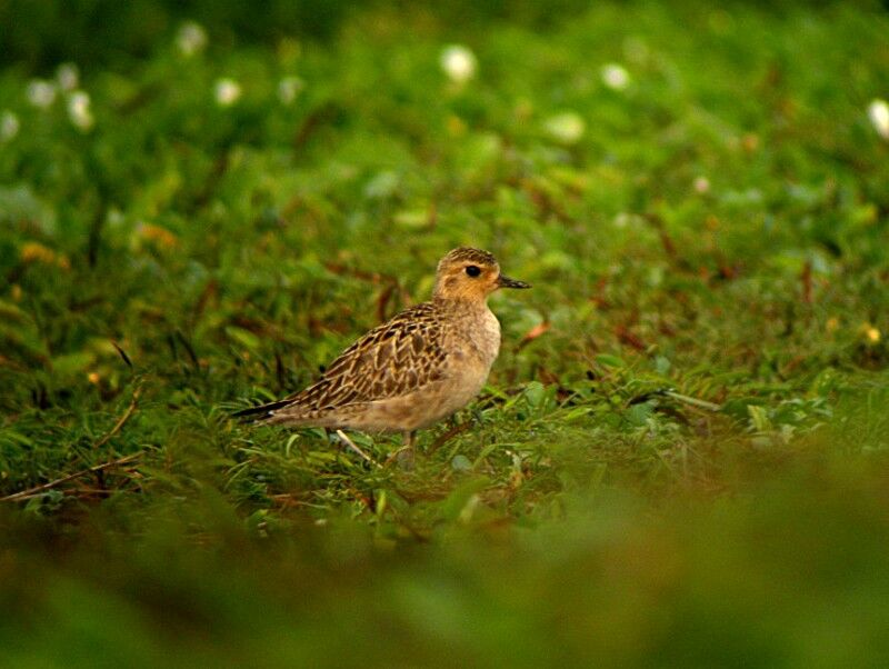 Pacific Golden Plover