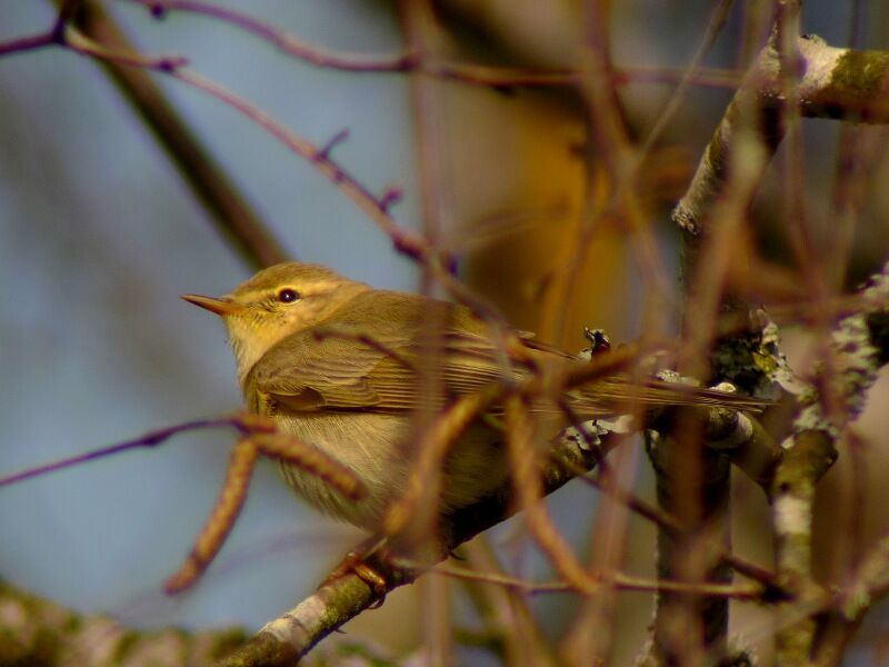 Willow Warbleradult breeding