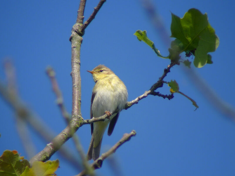 Willow Warbler male adult breeding