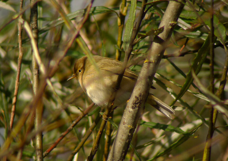 Common Chiffchaff