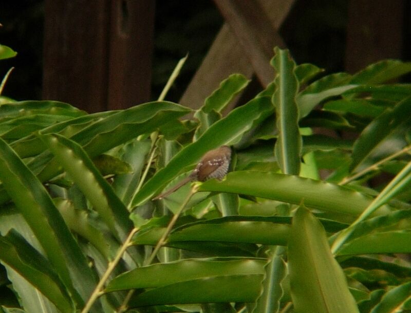 Banded Prinia