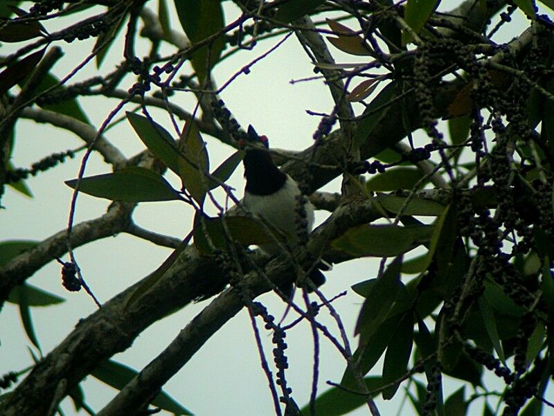 Brown-throated Wattle-eye female adult breeding