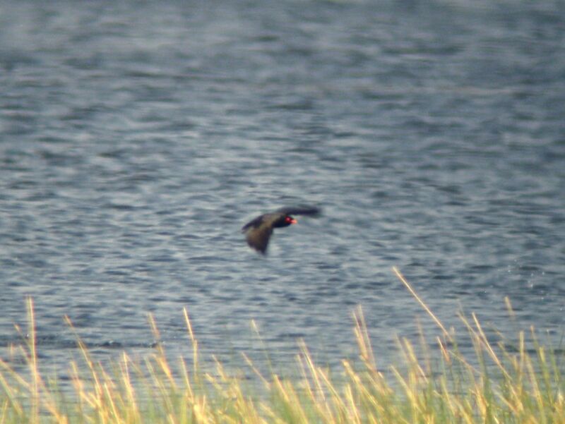 African River Martinadult breeding, Flight, Behaviour