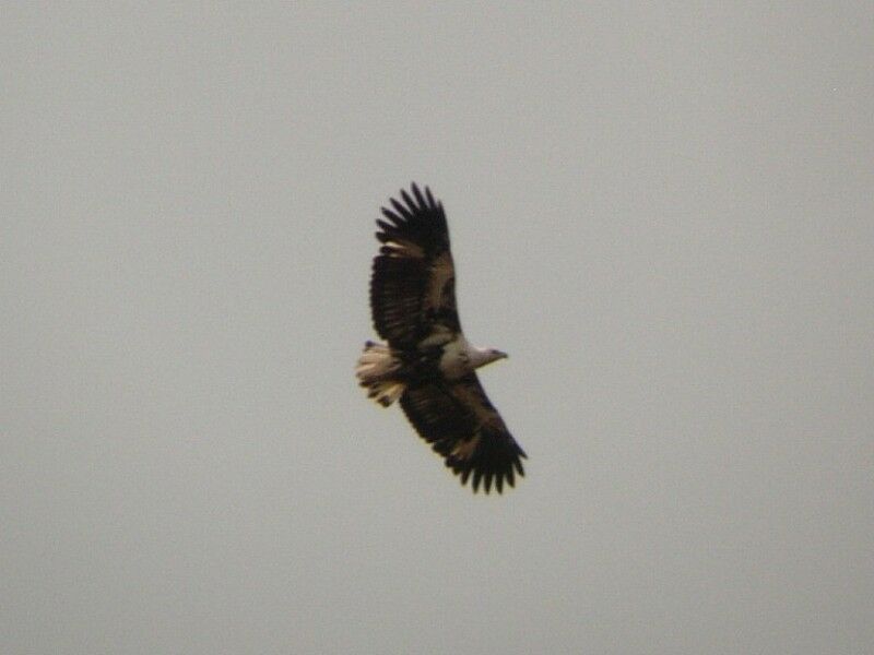 African Fish Eagleimmature