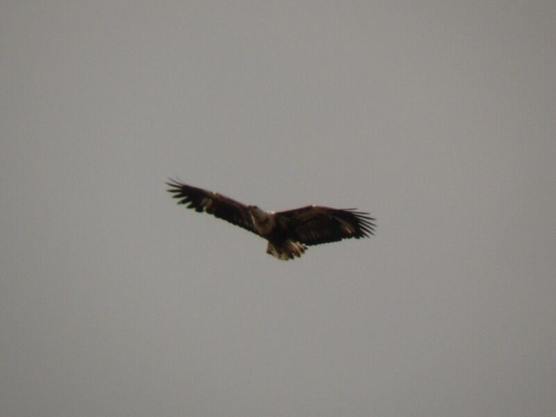 African Fish Eagleimmature