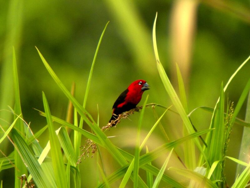 Black-bellied Seedcracker male adult breeding