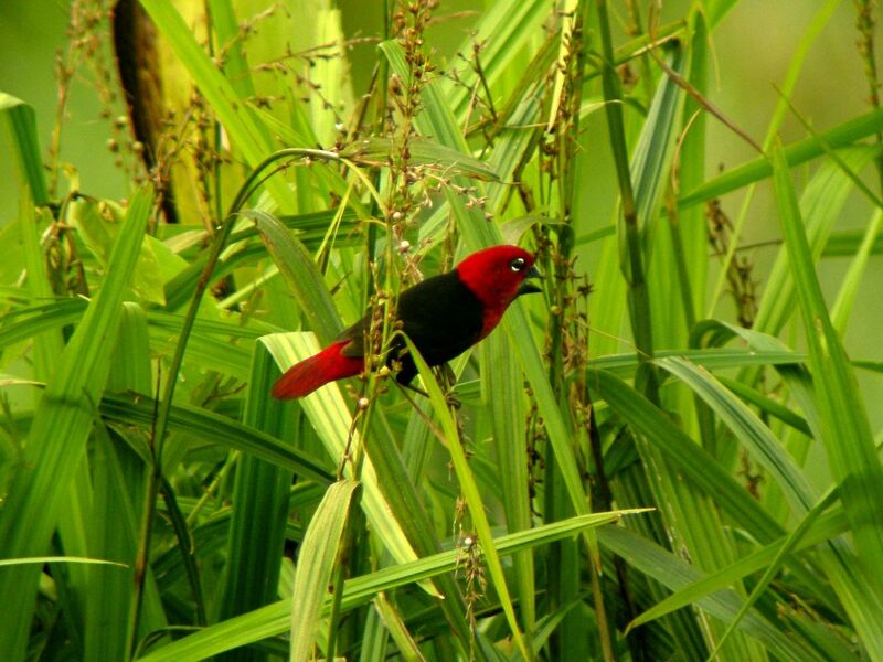 Black-bellied Seedcracker male adult breeding