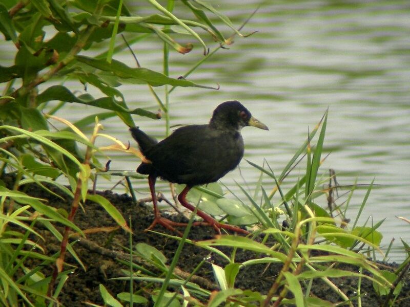 Black CrakeFirst year