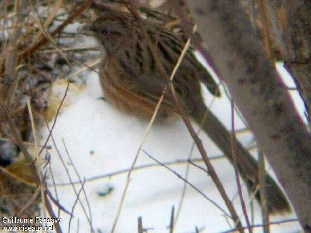 Beijing Babbler