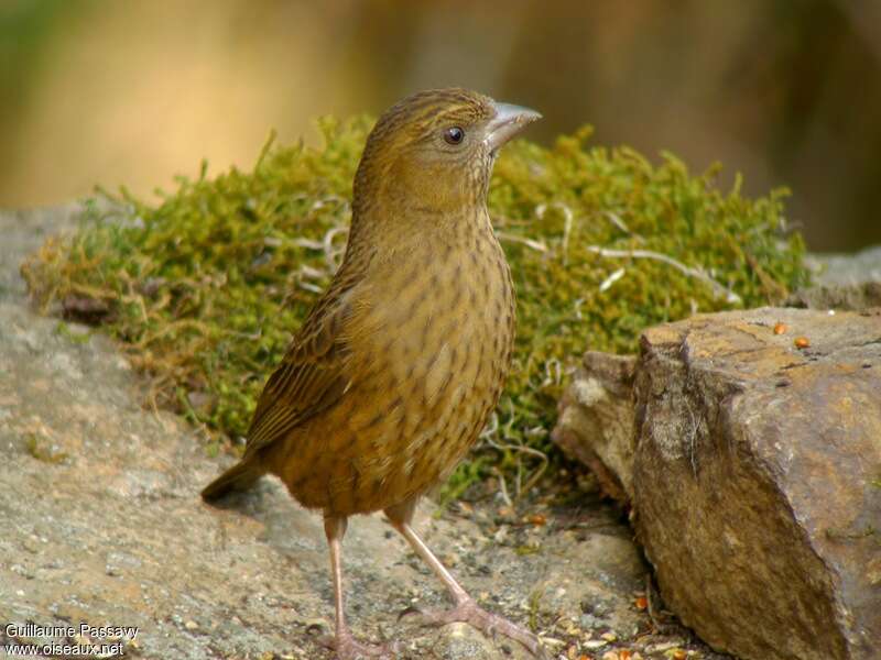 Vinaceous Rosefinch female adult