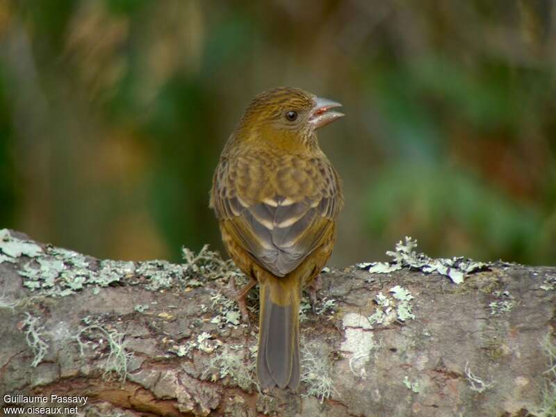 Roselin vineux femelle adulte, identification