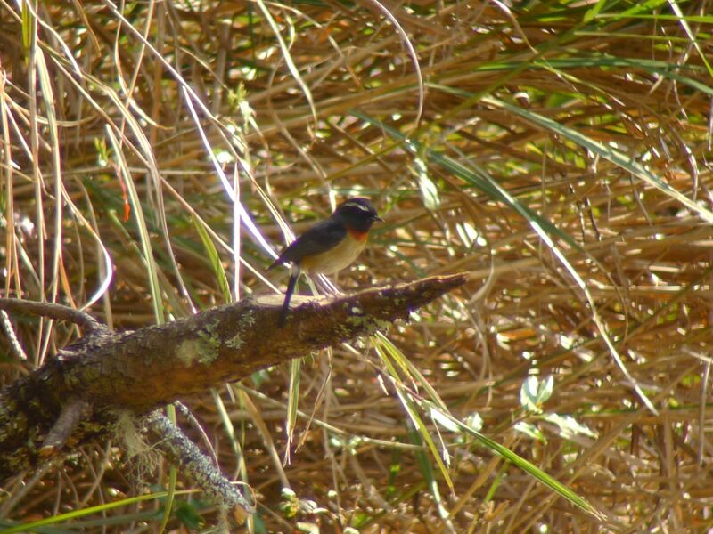 Collared Bush Robin male adult