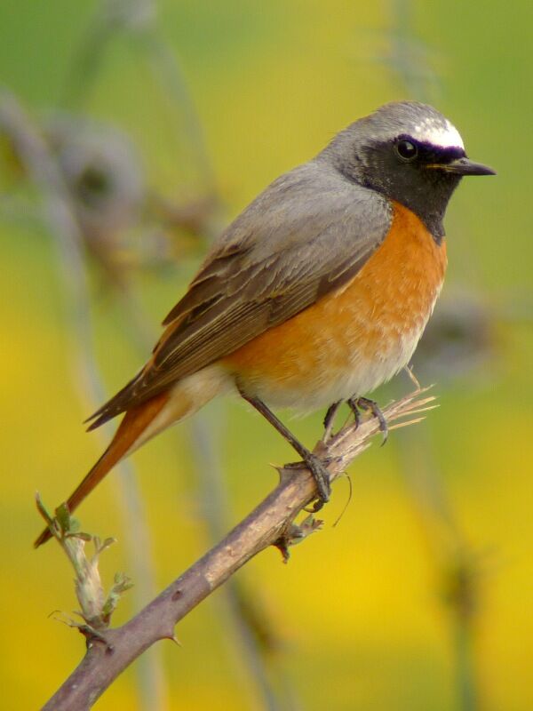 Common Redstart male adult breeding, identification