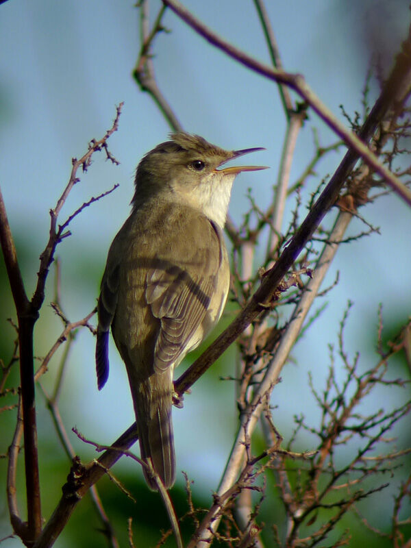 Marsh Warbler male adult, song