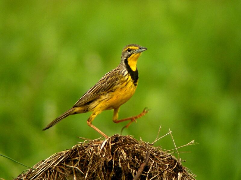 Yellow-throated Longclawadult