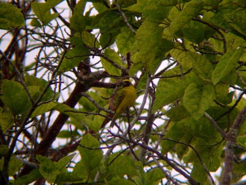 Black-faced Canaryadult