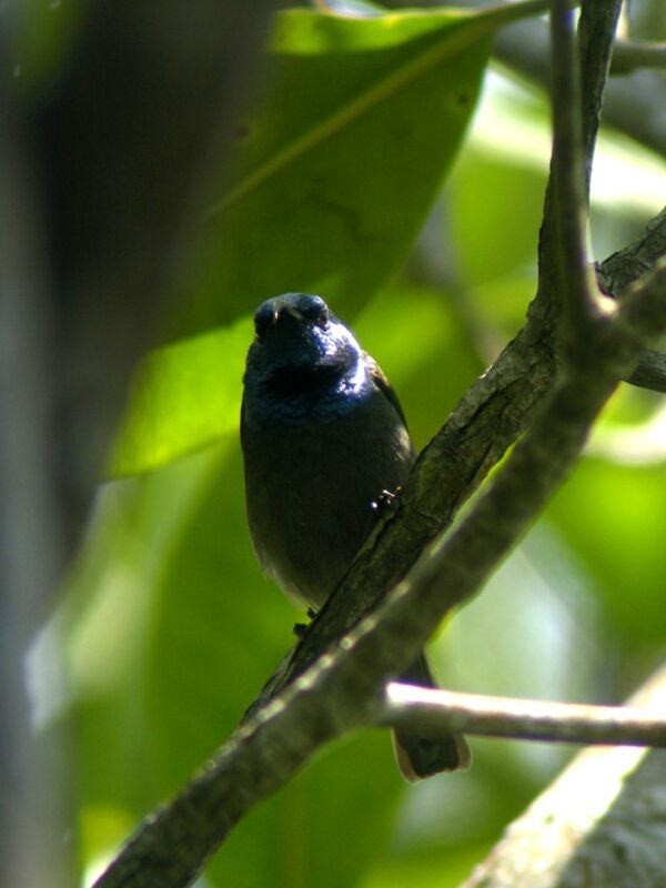 Green-headed Sunbird male adult breeding