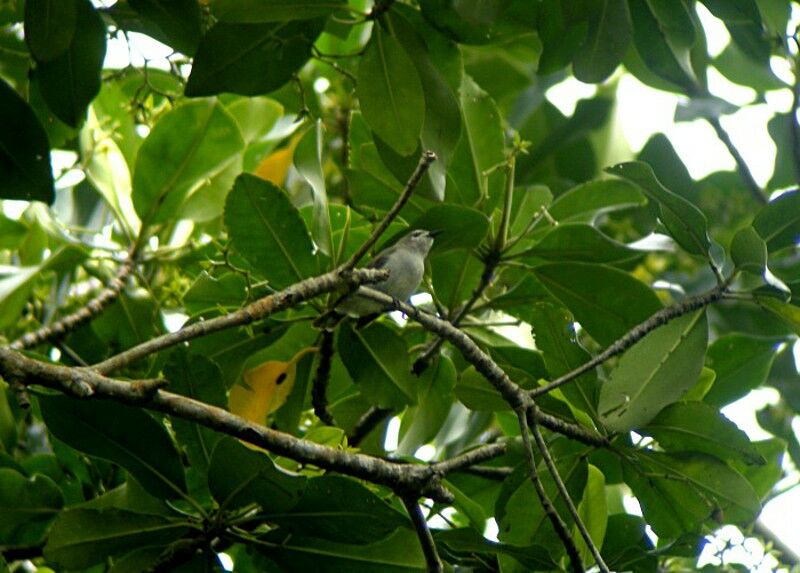 Mangrove Sunbirdadult