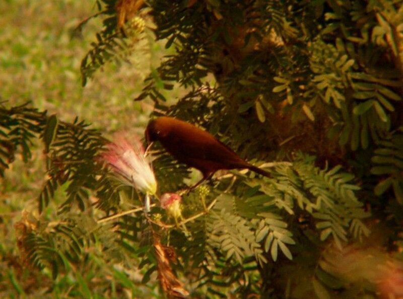 Carmelite Sunbird male adult