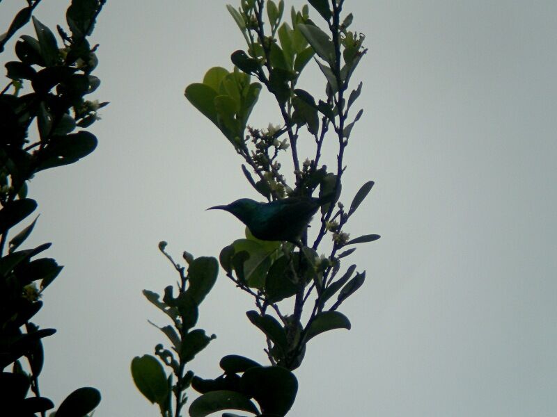 Tiny Sunbird male adult