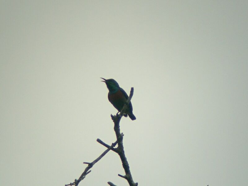 Tiny Sunbird male adult breeding, song