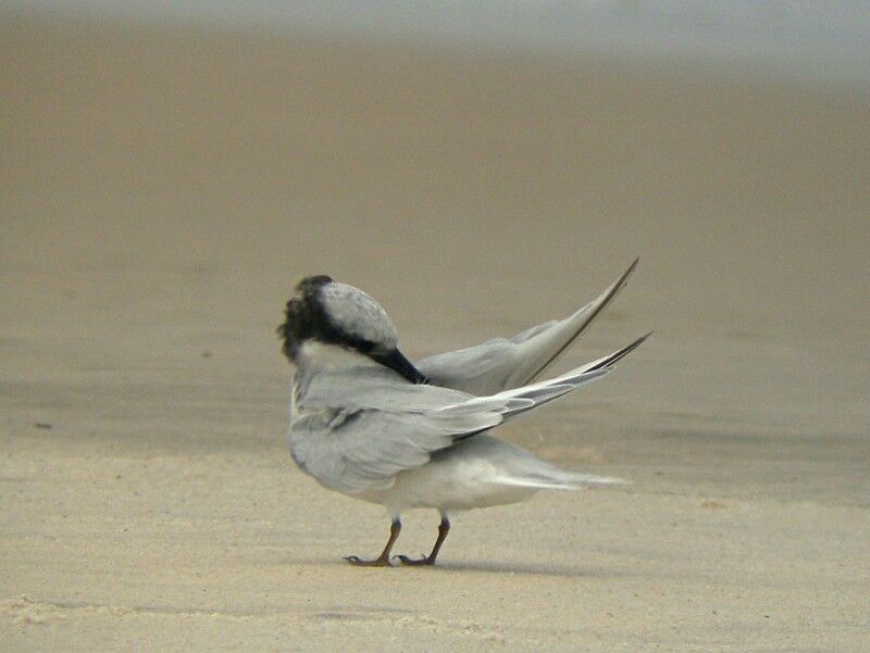 Damara Ternadult post breeding, identification