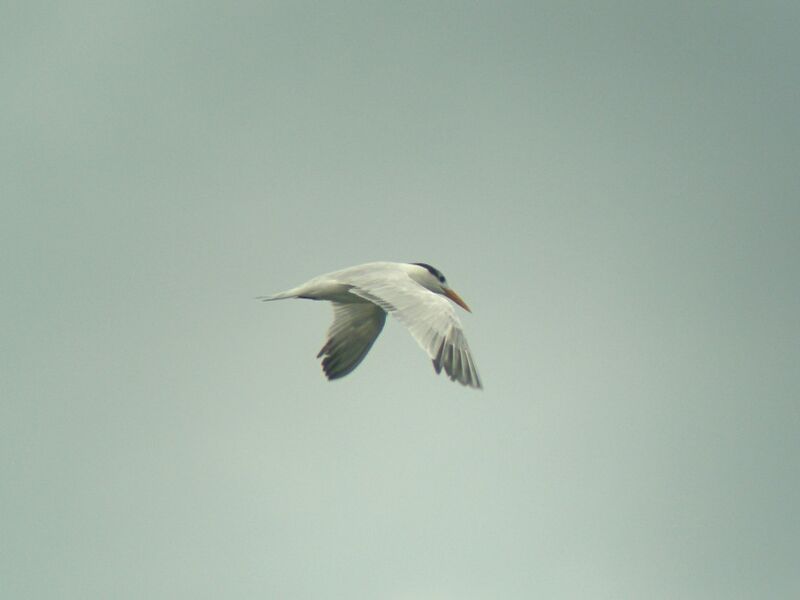 Royal Tern