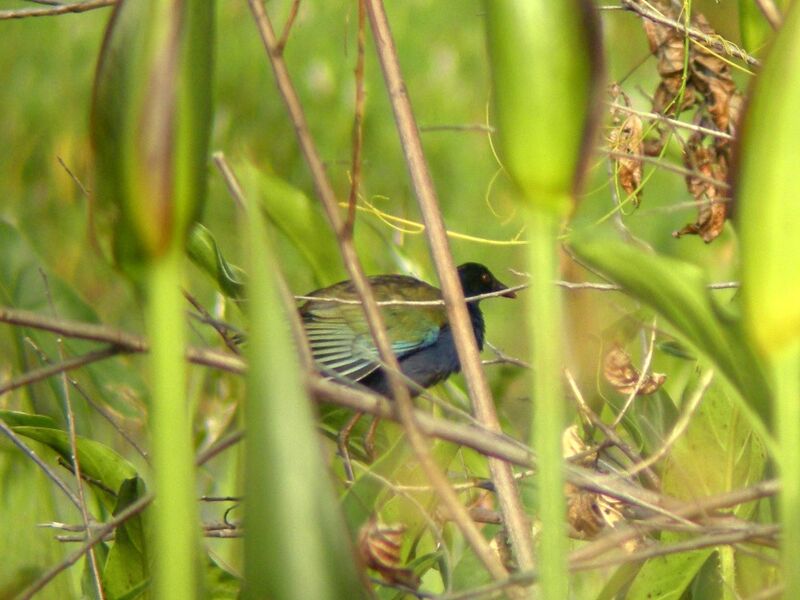 Talève d'Allenimmature