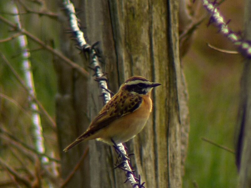 Whinchat male adult breeding